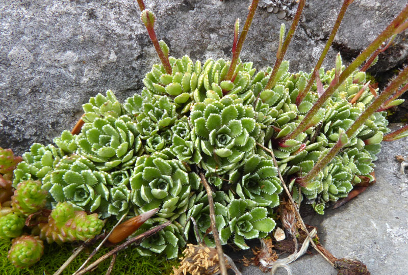 Saxifraga paniculata - Saxifragaceae